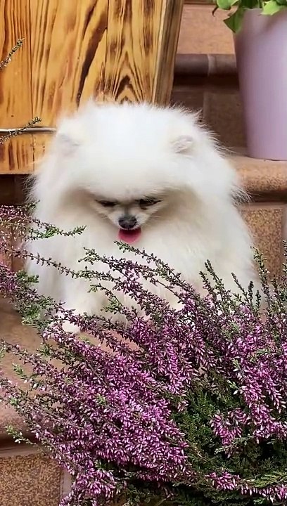 CUTE Puppy