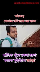 শক্তিগড়ে গোডাউন ভর্তি ছত্রাক ভরা ল্যাংচা, মাটিতে পুঁতে ফেলা হলো কয়েক কুইন্টাল ল্যাংচা। - ০২