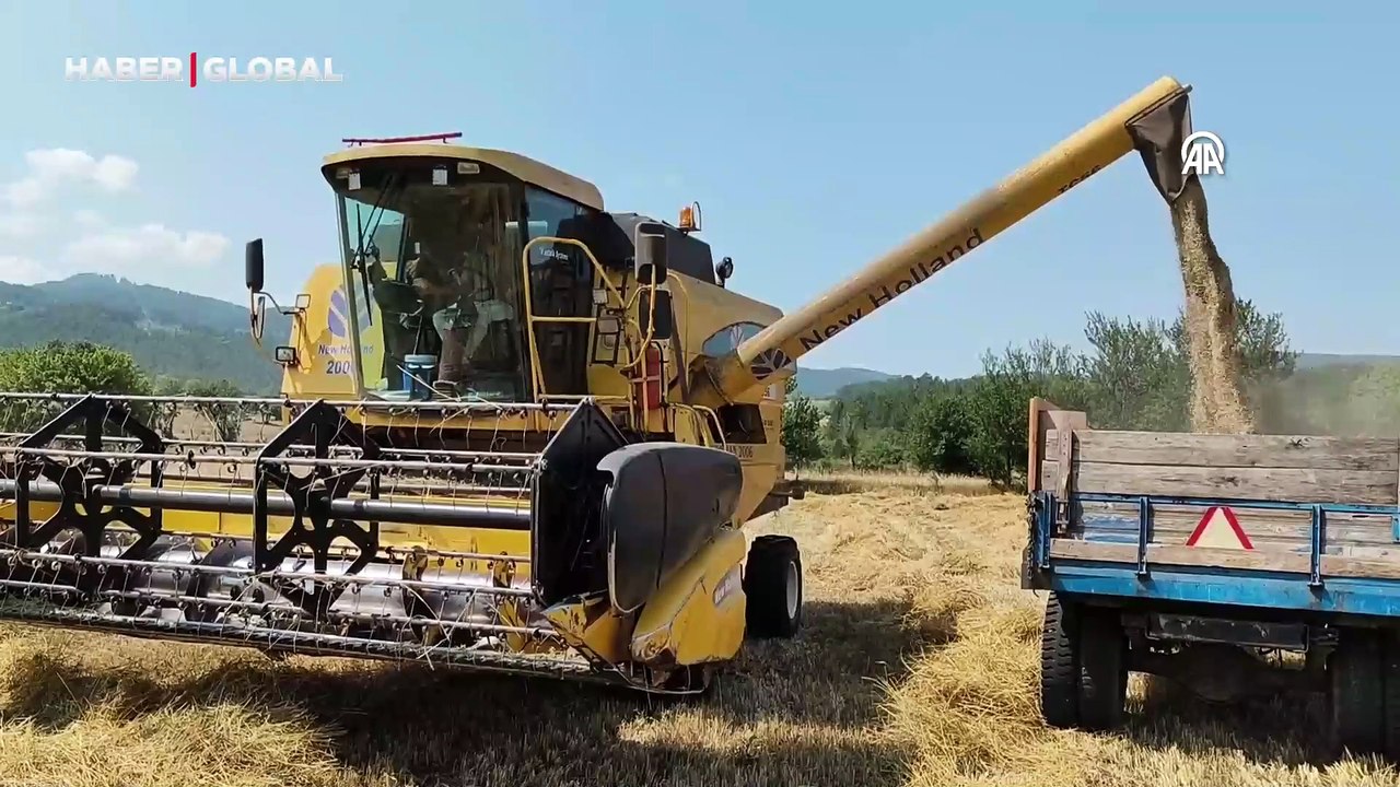 Kastamonu'da siyez buğdayı için hasat zamanı