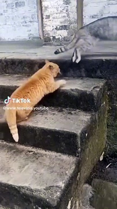 catto