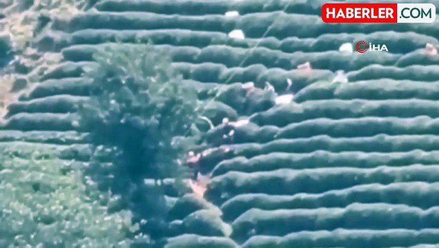 Rize'de çay toplayan vatandaş elektrik akımına kapılarak ağır yaralandı