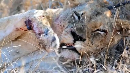 Battle In The Mud! Aggressive Lion Was Bitten Head Off By Angry Hippo While Risking His Life To Hunt