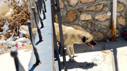 Adıyaman'da demir kapıya sıkışan köpek kurtarıldı