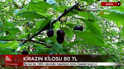 Bursa'da 1350 rakımda Napolyon kirazı hasadı başladı: Kilosu 80 TL