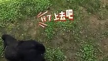 遊客手機掉落，黑猩猩幫忙撿回來。When a visitor drops a phone, a chimpanzee helps retrieve it.