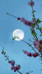 The beautiful natural views of moon