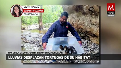 Las intensas lluvias han causado que tortugas se desvíen de sus hábitats en Morelia, Michoacán