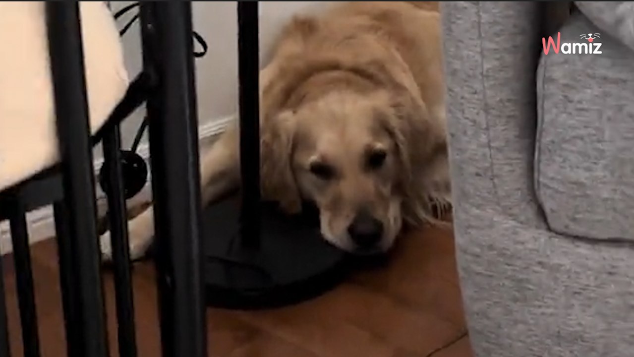 Video. Cerca il suo Golden Retriever in casa ma non lo trova: il suo nascondiglio lascia tutti di stucco