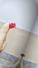 Heera Aseel Murga|| #Dailymotion #Aseellovers #Heerabreed