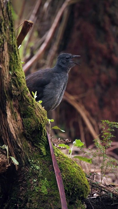 Beautiful Bird Singing