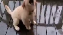 Adorable Puppy Tries to Drink Rainwater – Too Cute to Miss!
