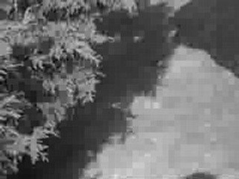 les-couzz-du-7700-n°2