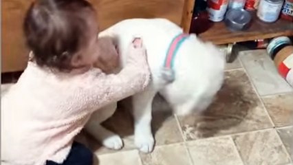 Cute baby playing with dogs 