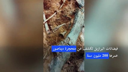 فيضانات البرازيل تكشف عن متحجرة ديناصور عمرها 200 مليون سنة