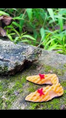 Try no to laugh | funny videos pets