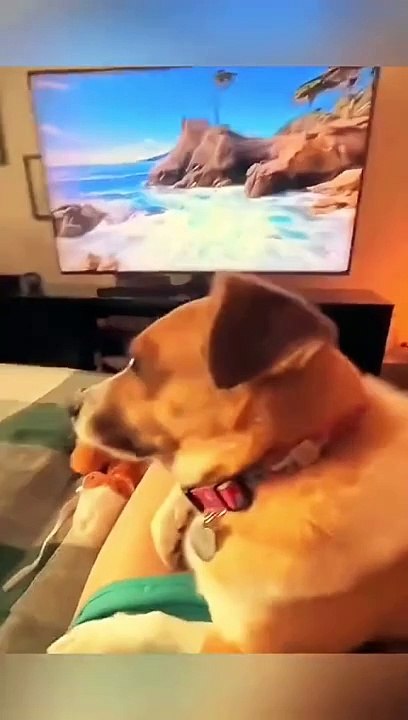 Funny pets