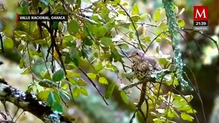 Investigación en Oaxaca sobre aves y anidación en la selva chinanteca