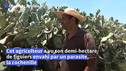 En Afrique du nord, les précieuses figues de barbarie décimées par un insecte