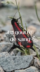 Le papillon goutte de sang