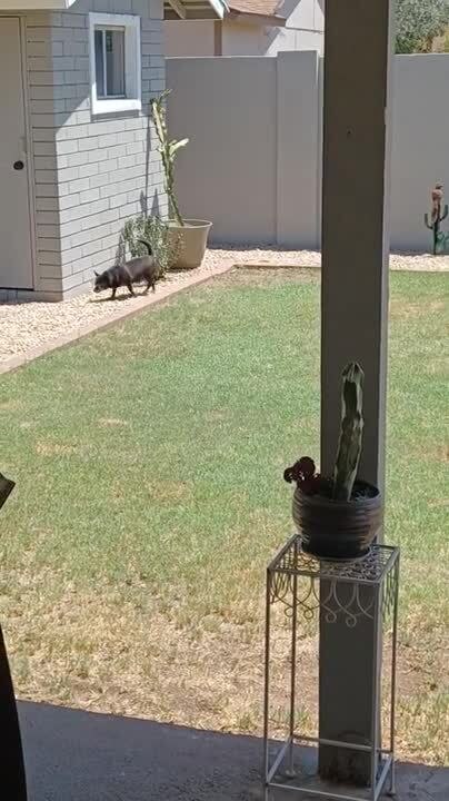 Dogs Love Chasing Pigeons Away From Backyard