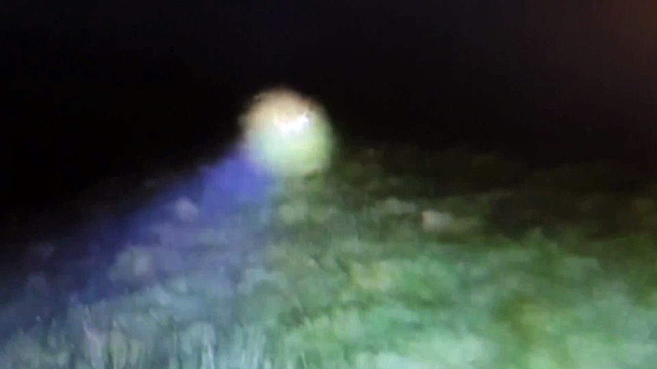 Warning - RSPCA animal cruelty report - dog attacks deer video