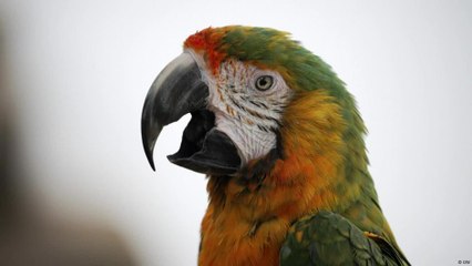 ما هو سر قدرة الببغاوات على التكلم؟