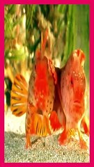 Red Handfish The Tiny, Moody Fish with Hand-like Fins and a Striking Mohawk