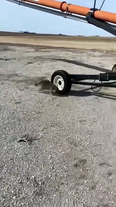 Raccoon found an unusual way to have fun..