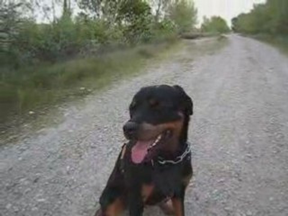 Toska et Chiara promènent!