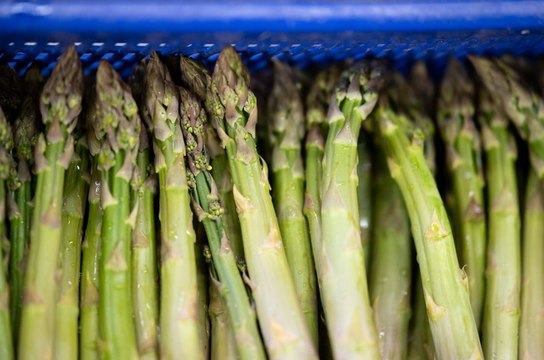 Asparagus fortune teller predicted Biden quitting presidential race - and it’s not good news for Trump either