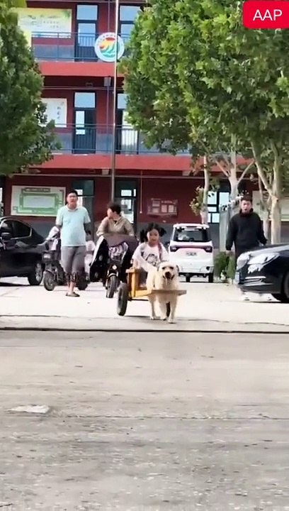 Dog video is funny