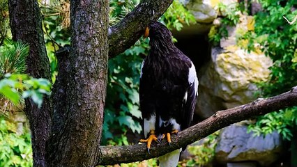 Birds _ Owl _  Peacock _ Eagle _ Parrot _ Free HD Videos -