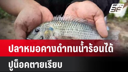 ผงะ! พบปลาหมอคางดำทนน้ำร้อนได้ ปูน็อคตายเรียบ| โชว์ข่าวเช้านี้ | 22 ก.ค. 67