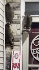 Three Raccoons Climb up Home's Front Door in Search of Food