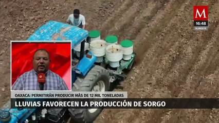La temporada de lluvias beneficia la producción de sorgo en el Istmo de Tehuantepec tras sequía