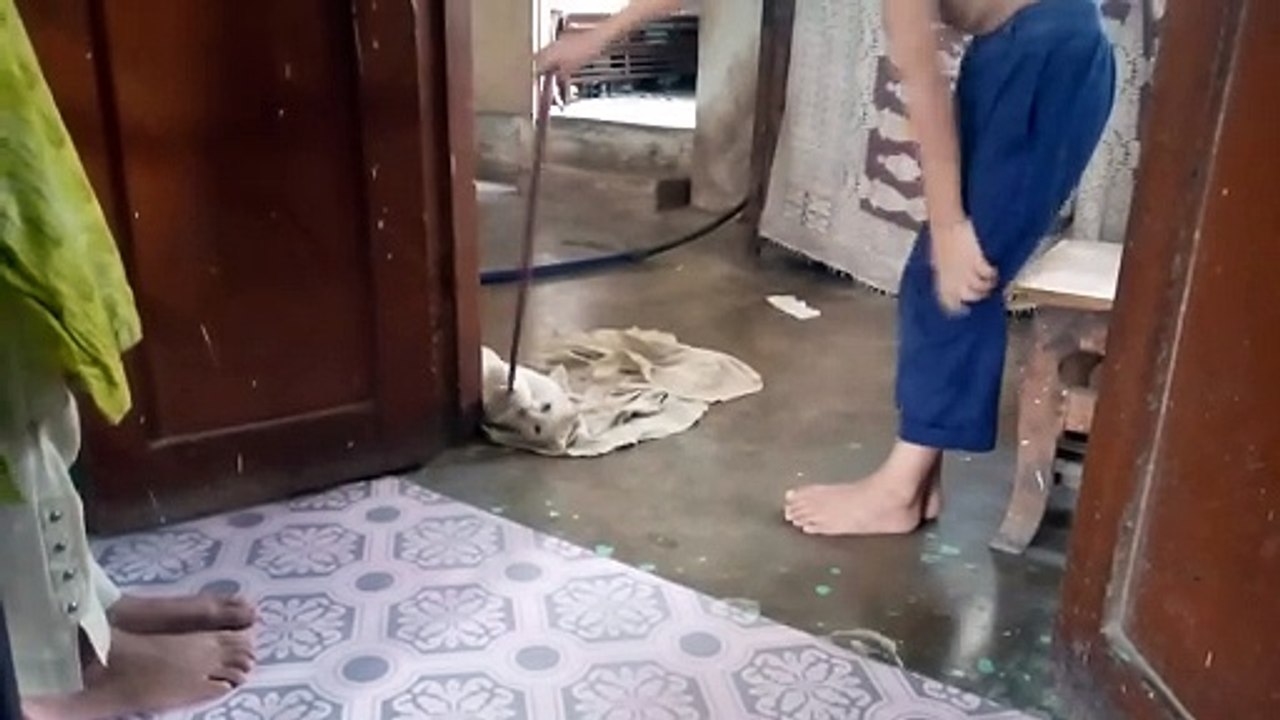 Saadia ki cat