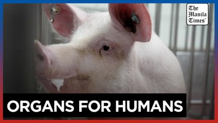 Meet some of the world's cleanest pigs, raised to grow kidneys and hearts for humans