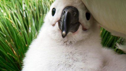 La Antártida: El Continente Más Hostil y sus Especies Sobrevivientes