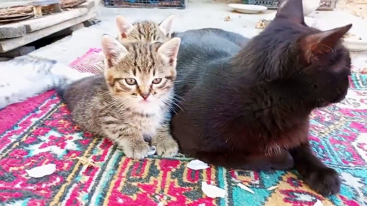 Mom Cat talking to her Cute Meowing Kittens