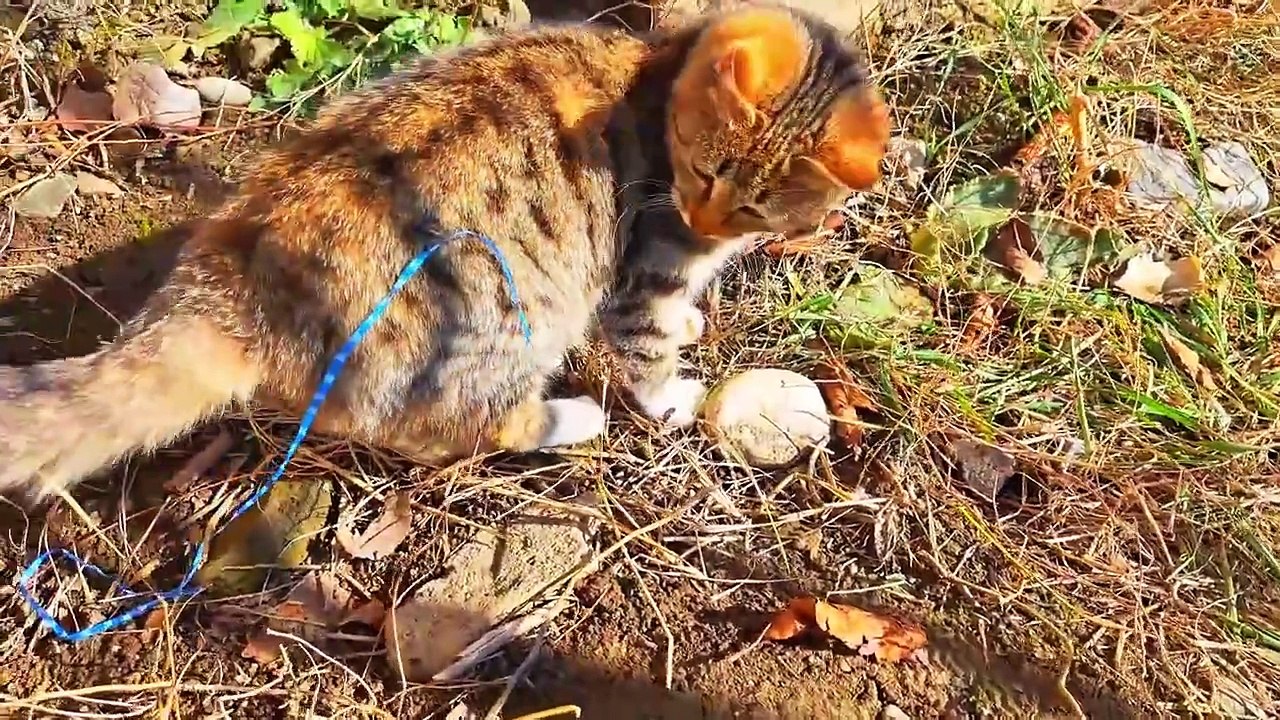 A cute kitten is playing in the yard