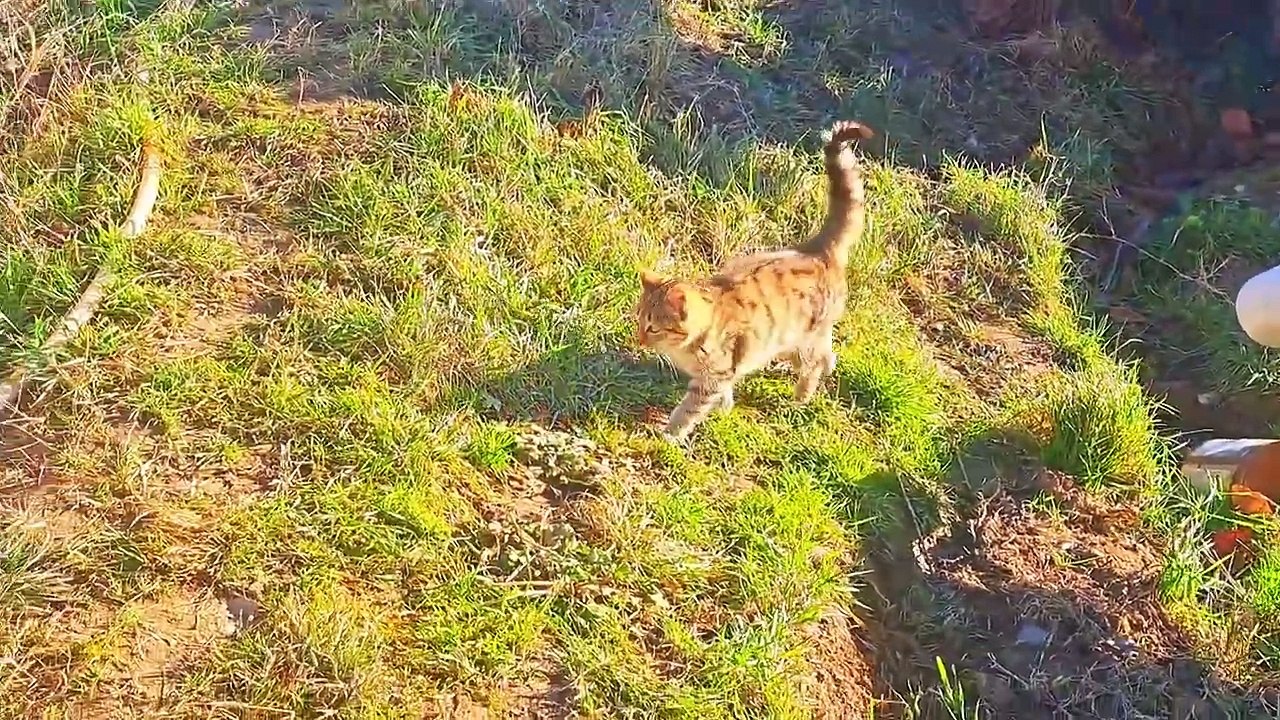 I teased the cute kitten