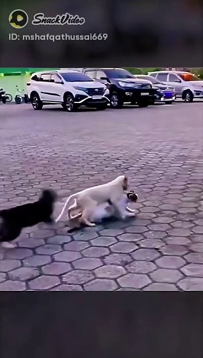 Funny video