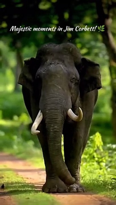 Jungle Resort in Jim Corbett