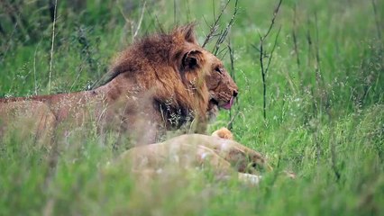 Male Lion Copyright Free Animal Videos