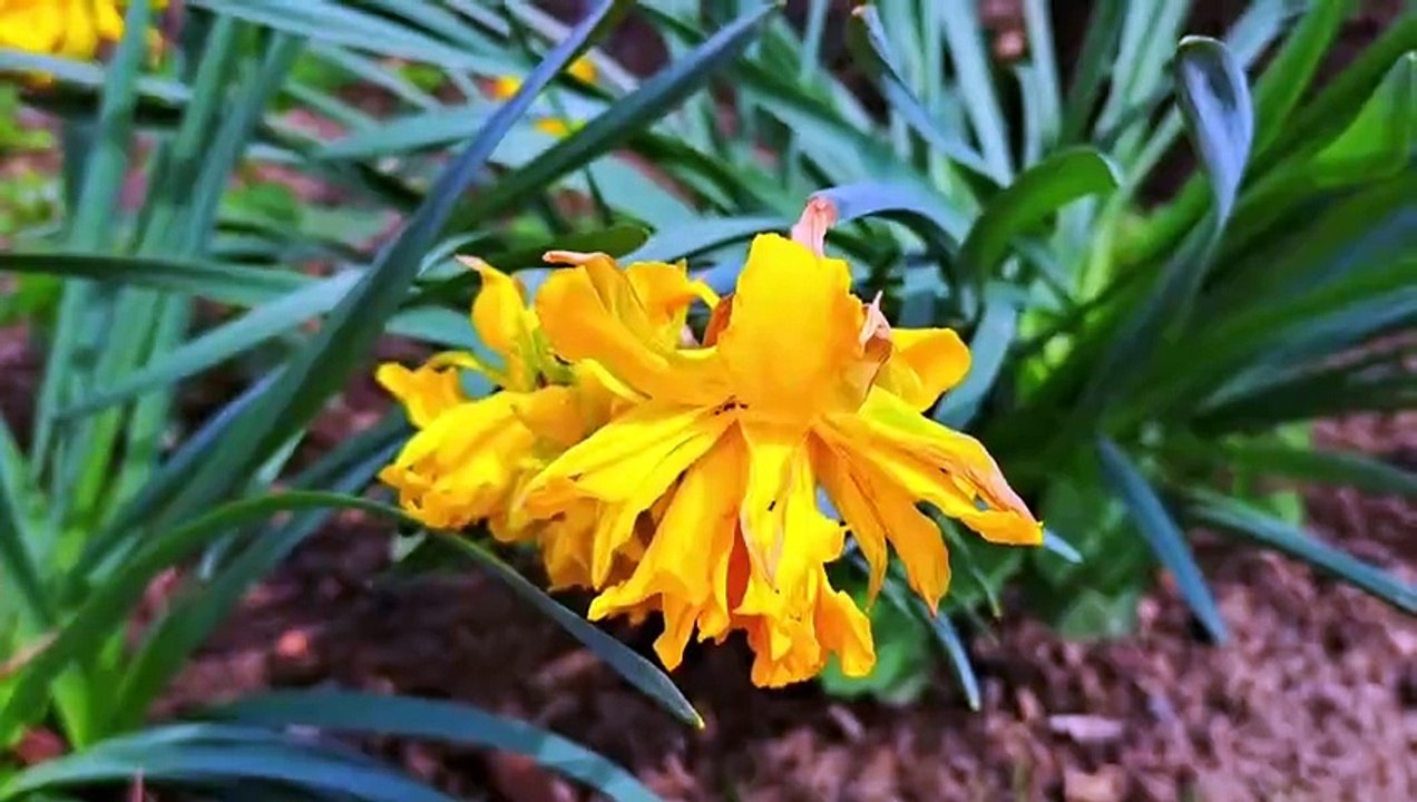 A male cat is looking for a female cat