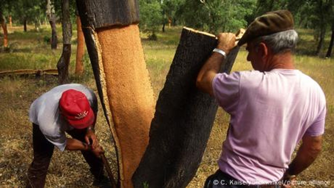 Portugal: Korkeichen - Bäume der Zukunft