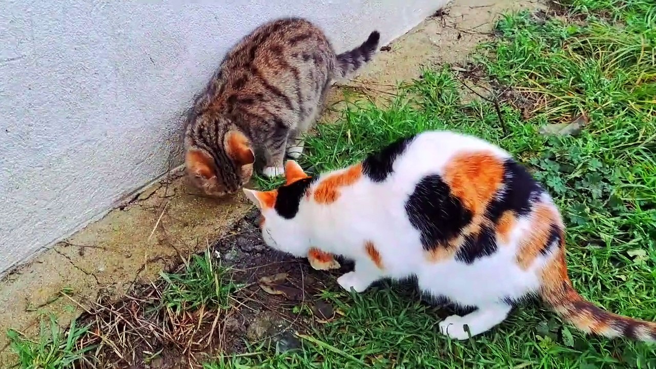 Cute kitten and cute cat eating food