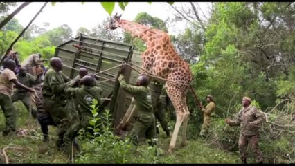 Kenya, il trasloco delle giraffe per portare pace tra le comunità