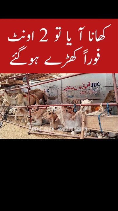 Khana Aya to 2 Camel Khary hogai 