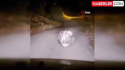 Elazığ'da nesli tükenme tehlikesi altındaki oklu kirpi görüntülendi